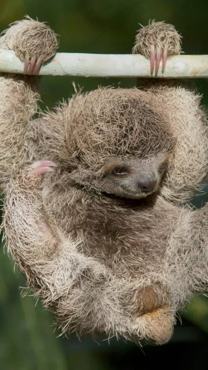 Top 10 Rare Animal Species Rarest Animals In The World: 10 Critically