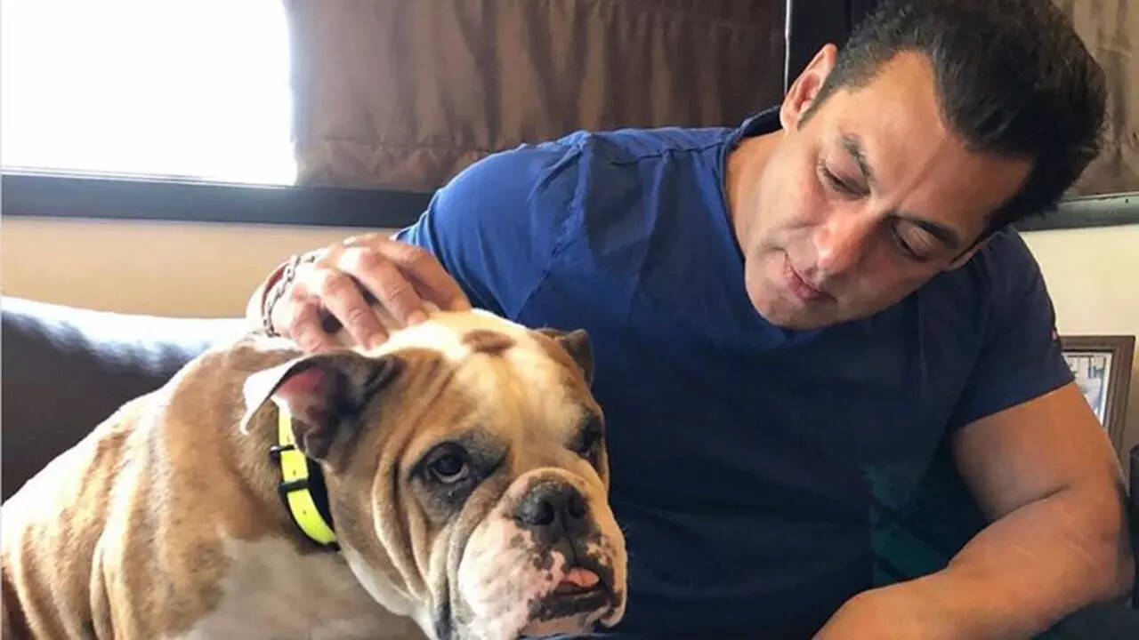 Bollywood’s animal lovers: Heartwarming moments of stars bonding with their beloved pets