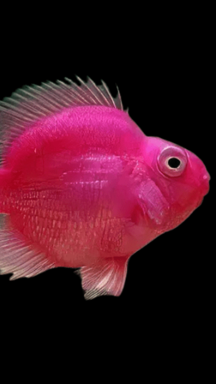 Pink Fish In Real Life