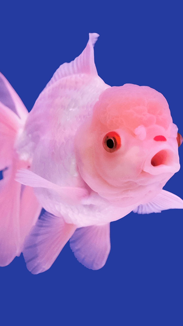 What Are Pink Fish