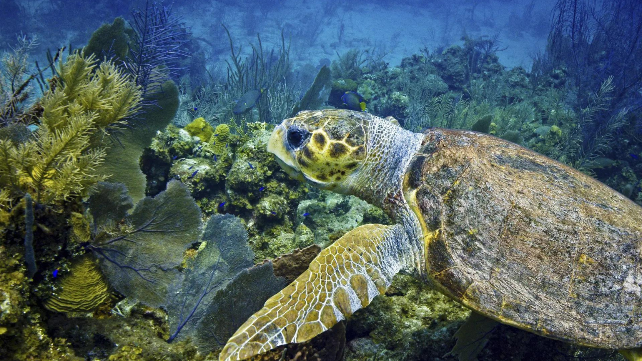 Endangered sea turtles make a comeback in over half of global habitats