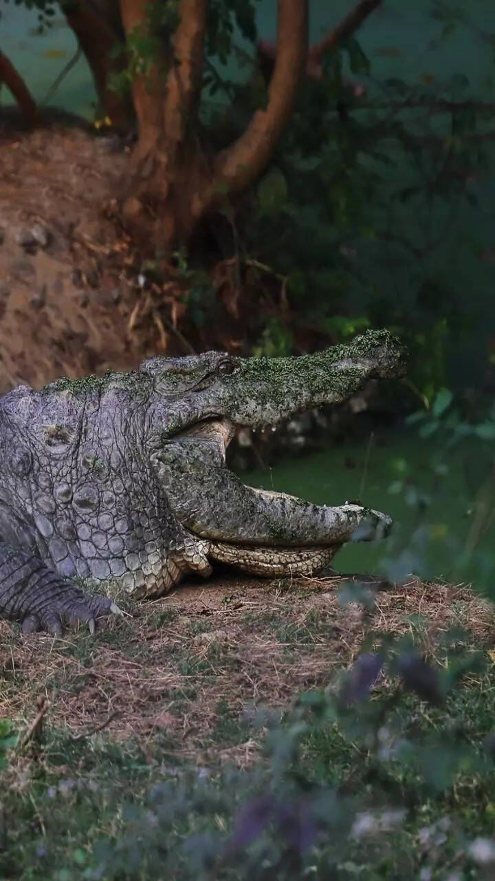 8 Best spots in the world to see crocodiles in the wild | Times of