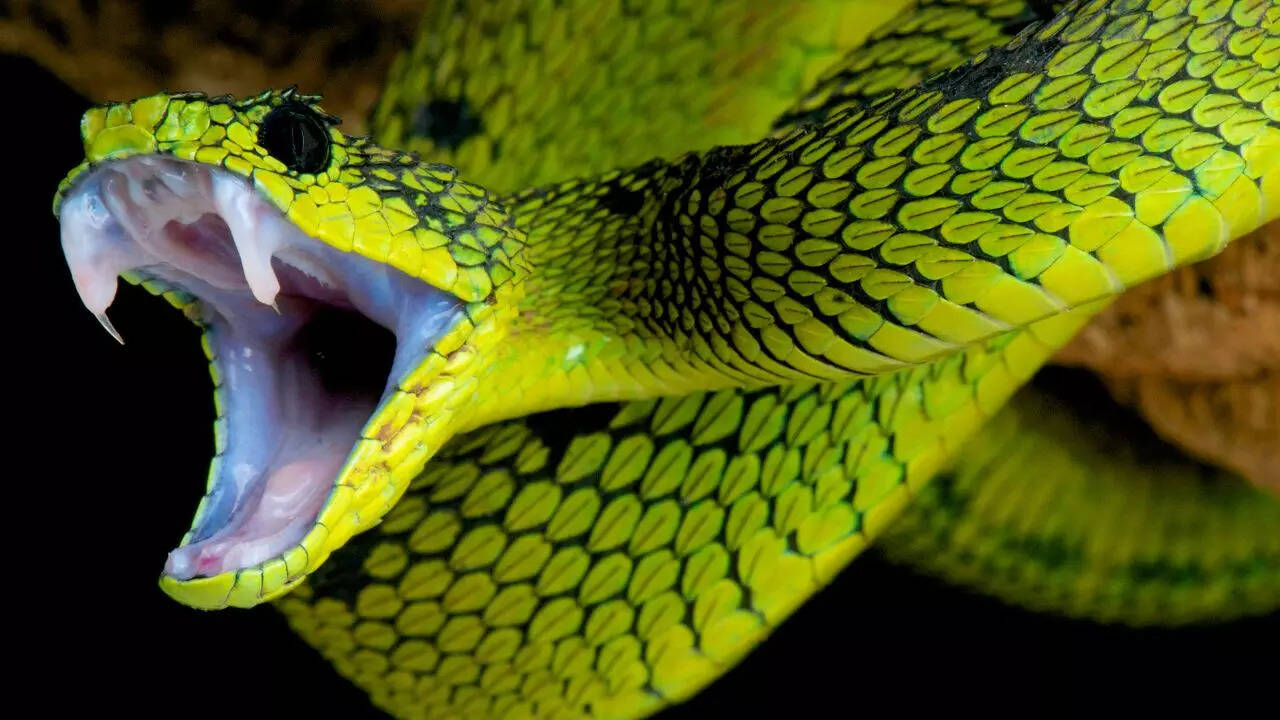 Top 7 deadliest snakes on Earth