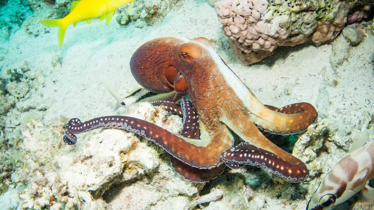 8 secrets about octopuses nobody told you until now