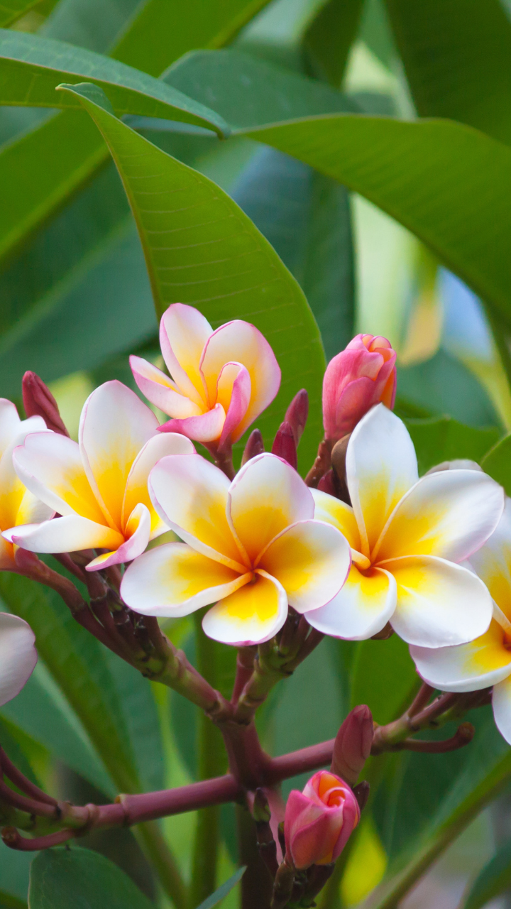 9 summer flowers for the most beautiful and fresh balcony garden | Times of  India
