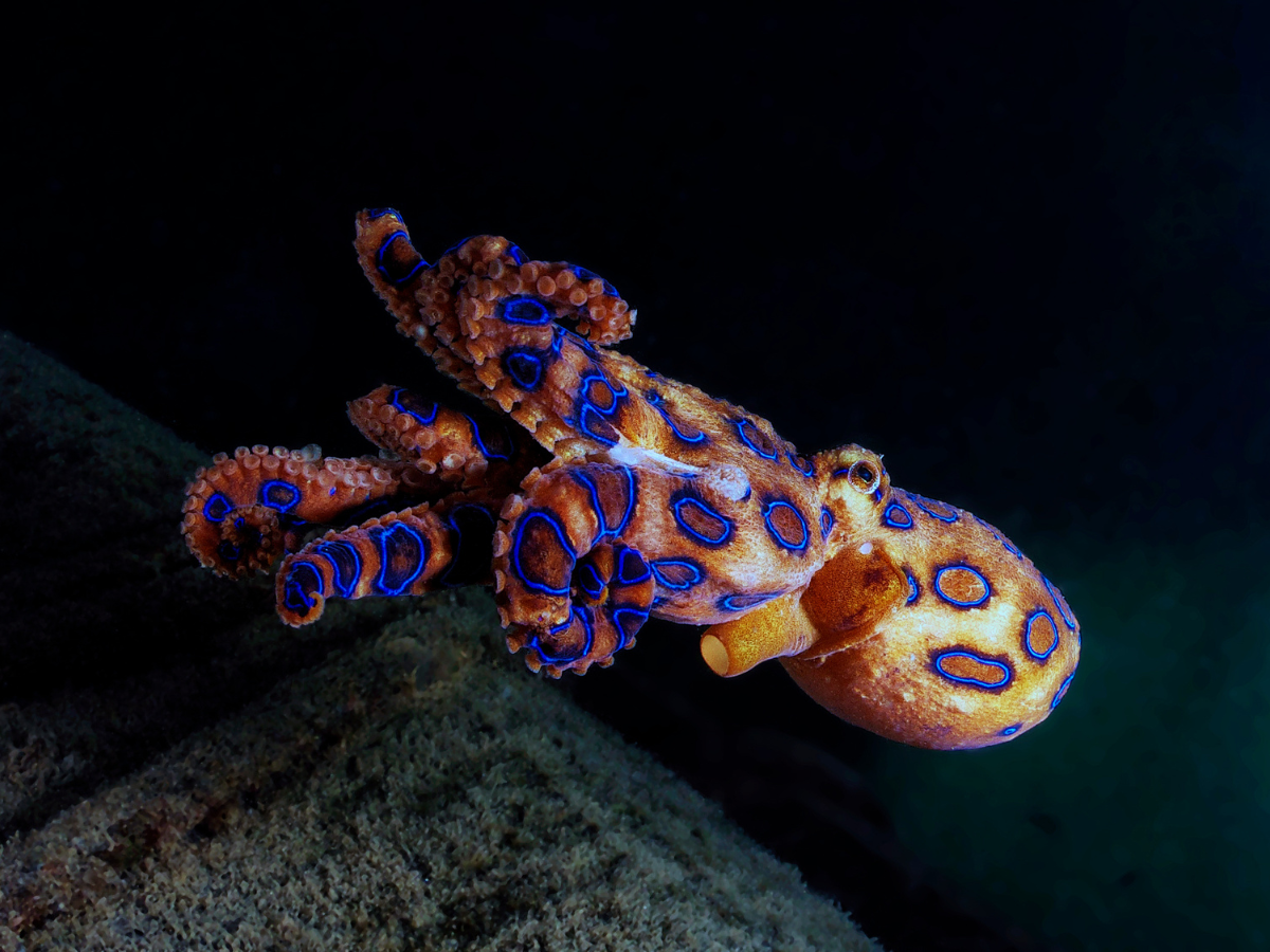 10 most poisonous animals in the world