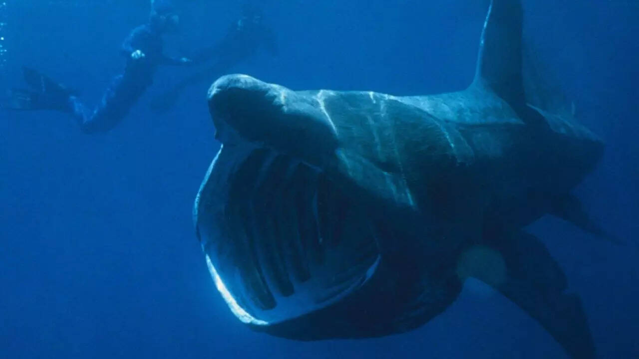 Top 5 Animals With the Largest Heads