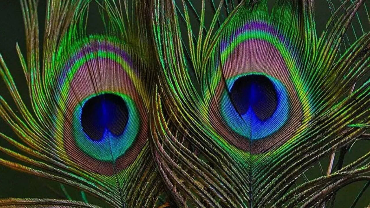 5 Benefits of Keeping Peacock Feathers at Home