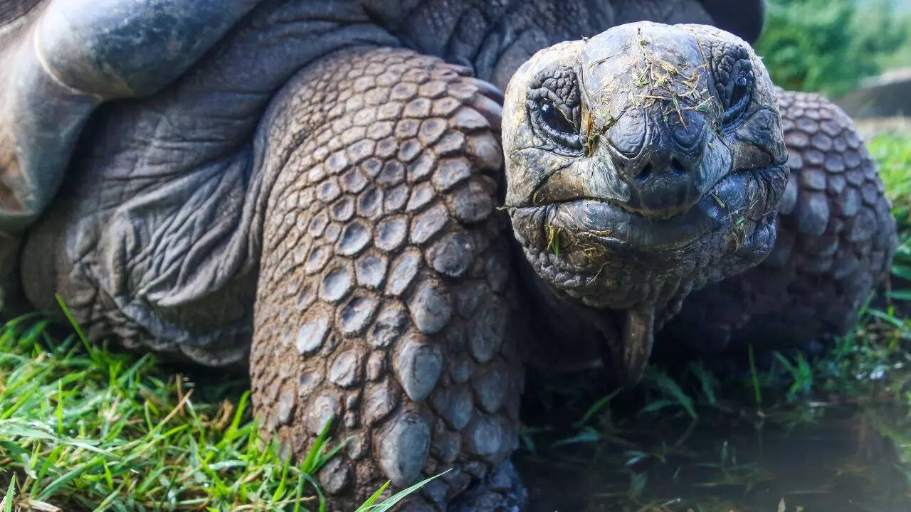 Top 5 longest living turtles in the world that span centuries