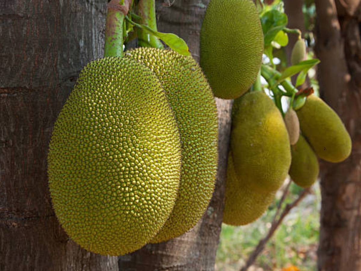 Jackfruit Benefits 6 unexpected benefits of eating jackfruit (kathal)