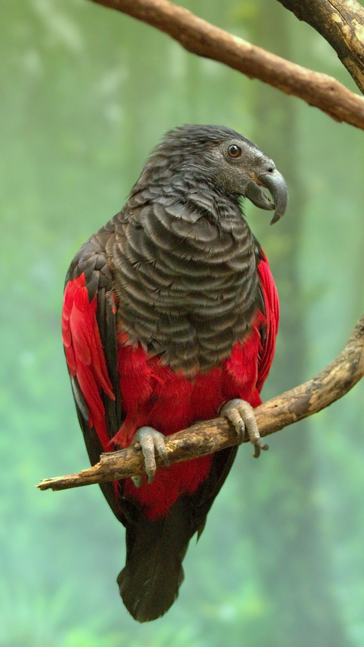 Rarest Parrot Species In The World