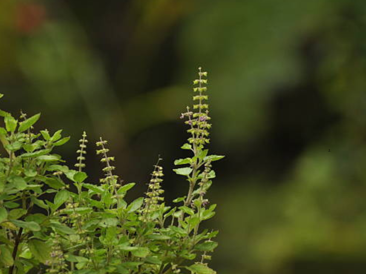 Breathe Easy with Tulsi: 3 Simple Ways to Boost Respiratory Health in Singapore