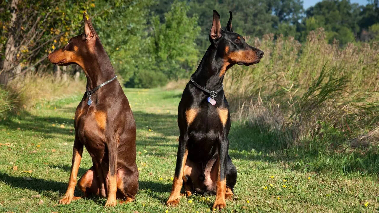 Top 5 watchdog breeds for home security