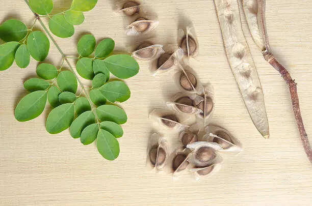 Using Moringa Seeds for Hair Growth: Benefits and Methods