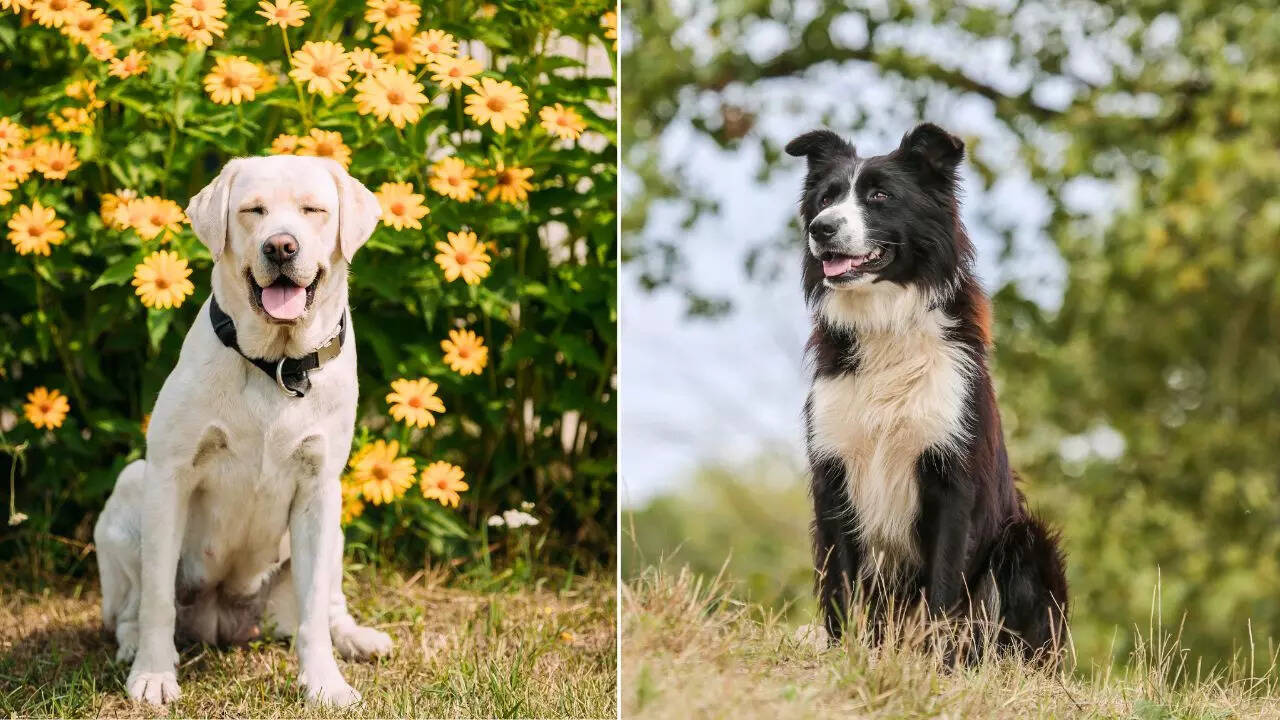 Labrador vs Border Collie: Which pet dog breed is more energetic?