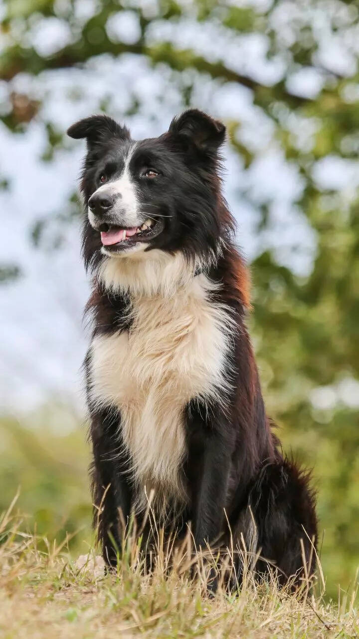 8 most intelligent dog breeds to have as pets  | The Times of India
