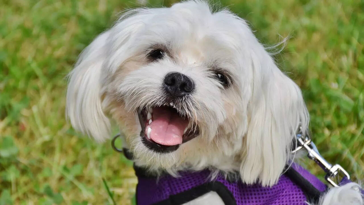 5 cutest pet dog breeds that stay small forever– Perfect for apartment and small spaces