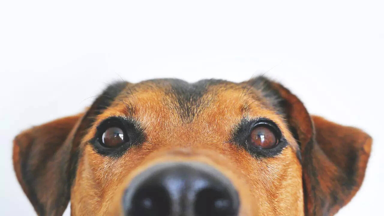 3 dog breeds new pet owners should NOT choose, as per expert