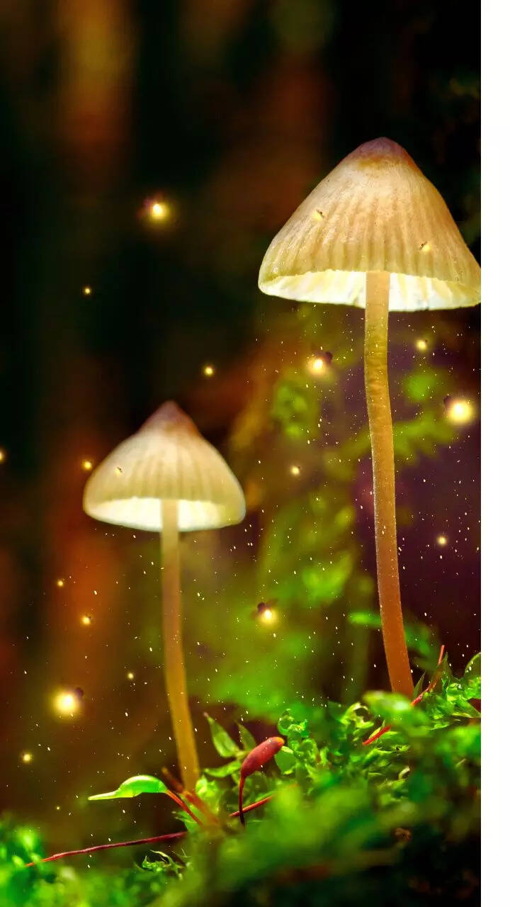 World Glowing Forests: 8 naturally glowing forests around the