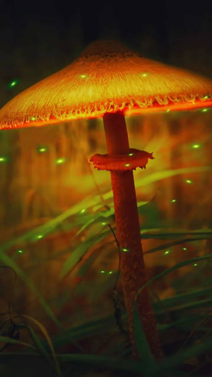 置物 glowing forest 122265130.jpg