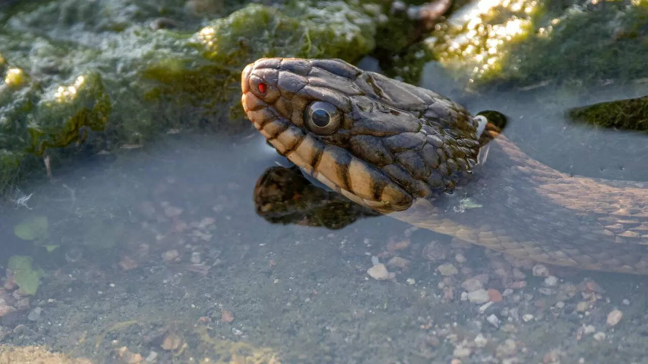 These 7 Snakes Swim So Smoothly, You’d Mistake Them for Fish