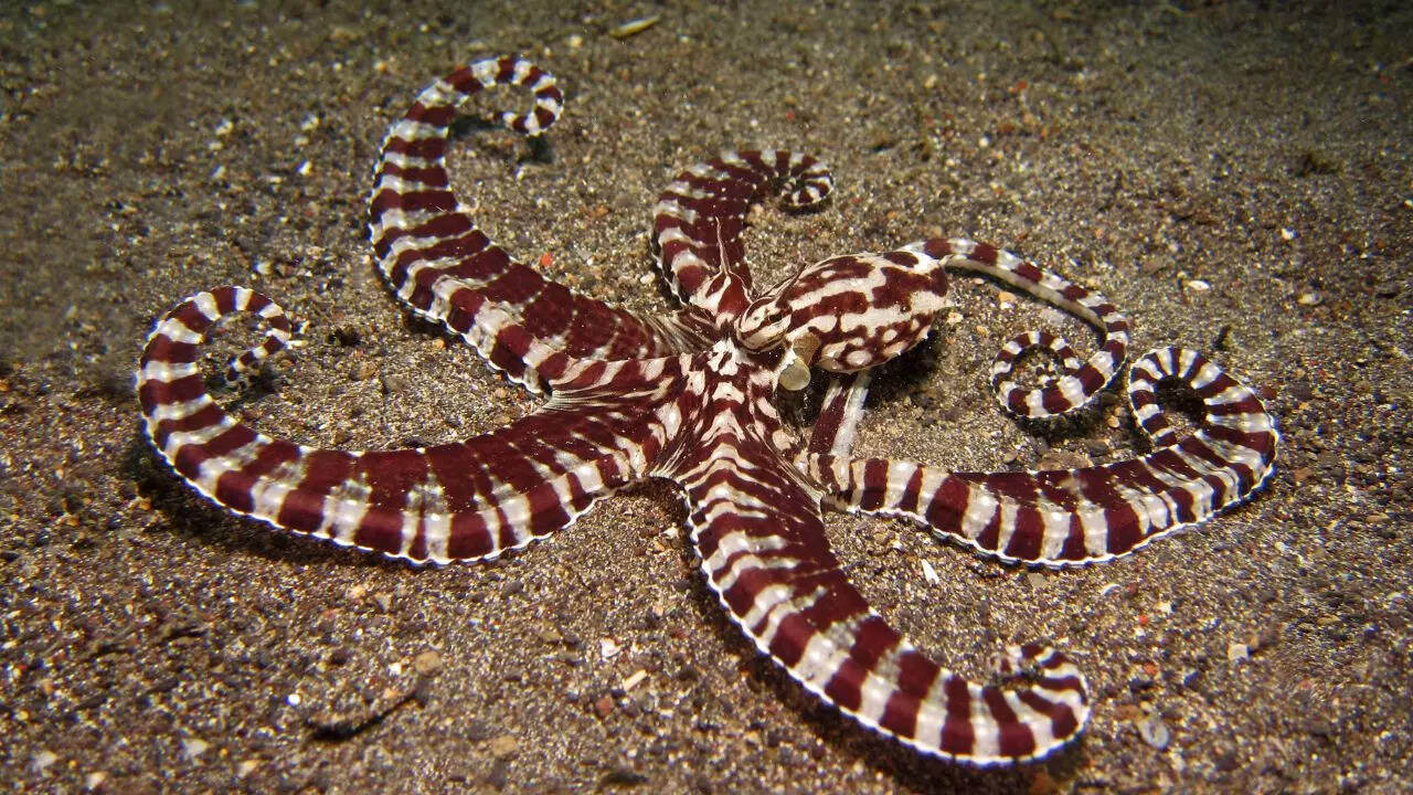 Why is Mimic Octopus called the master of disguise