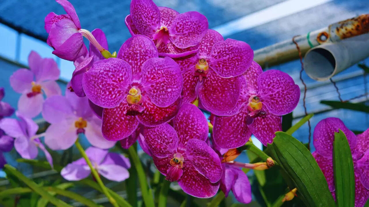 Arunachal Pradesh to become 'India's First Orchid Capital': 6 must-visit  destinations in the state for nature lovers