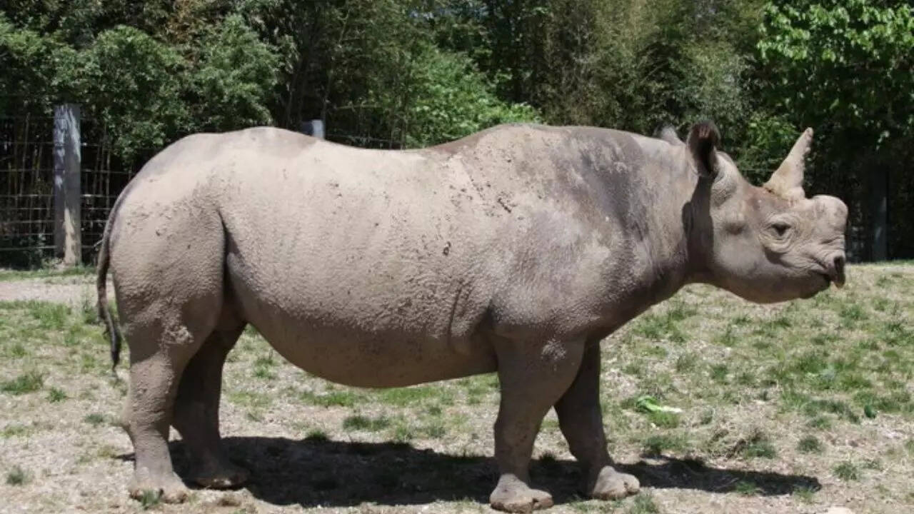 9 animals with the longest pregnancy period