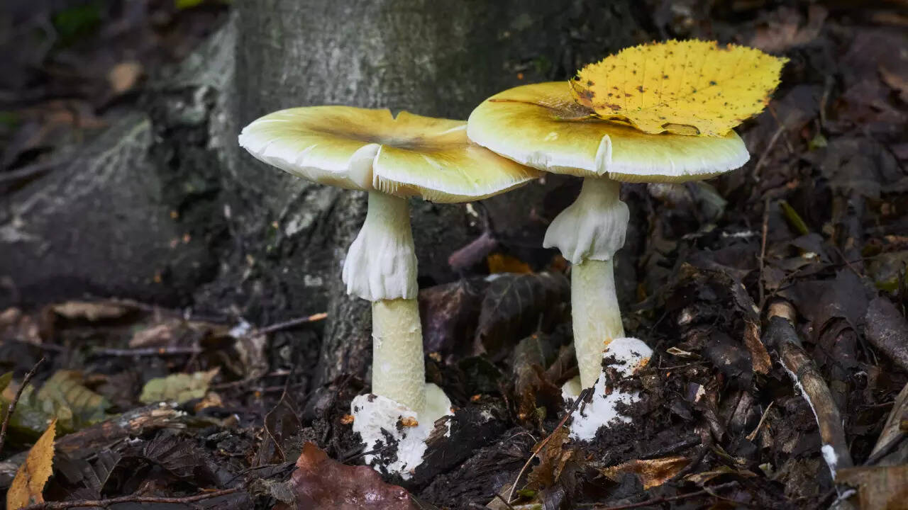 What are death cap mushrooms? The world’s most toxic fungus explained