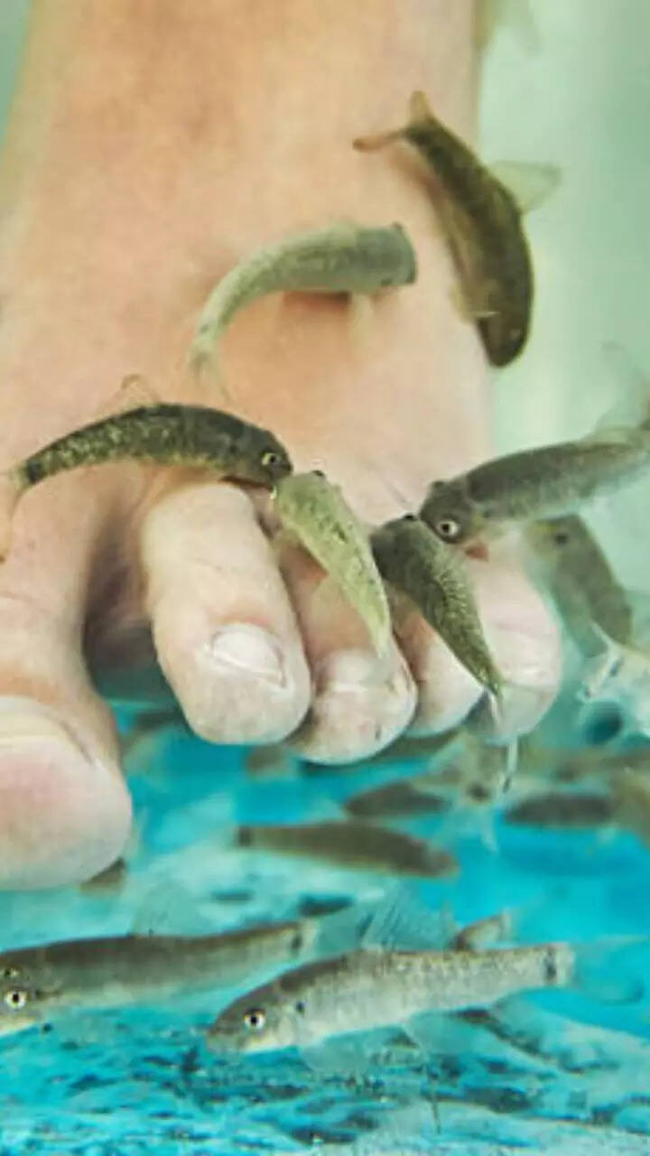 Doctorfish Facts