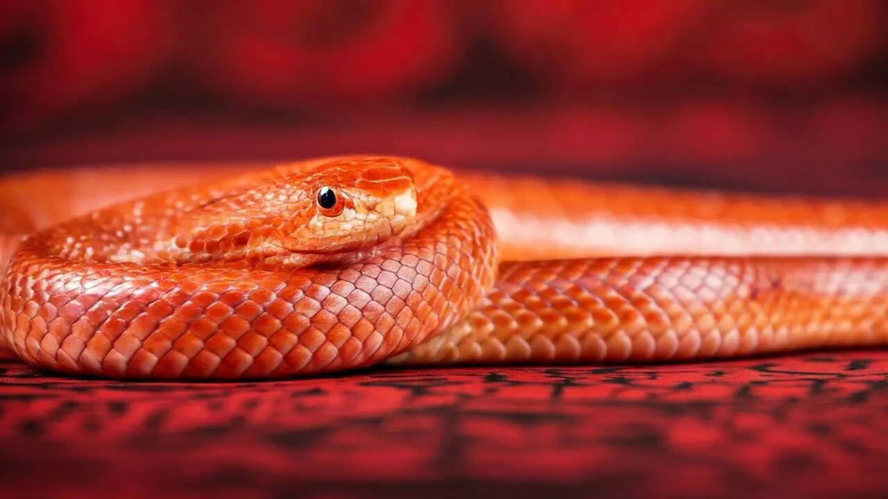 8 Stunning Orange Animals You Won’t Believe Exist