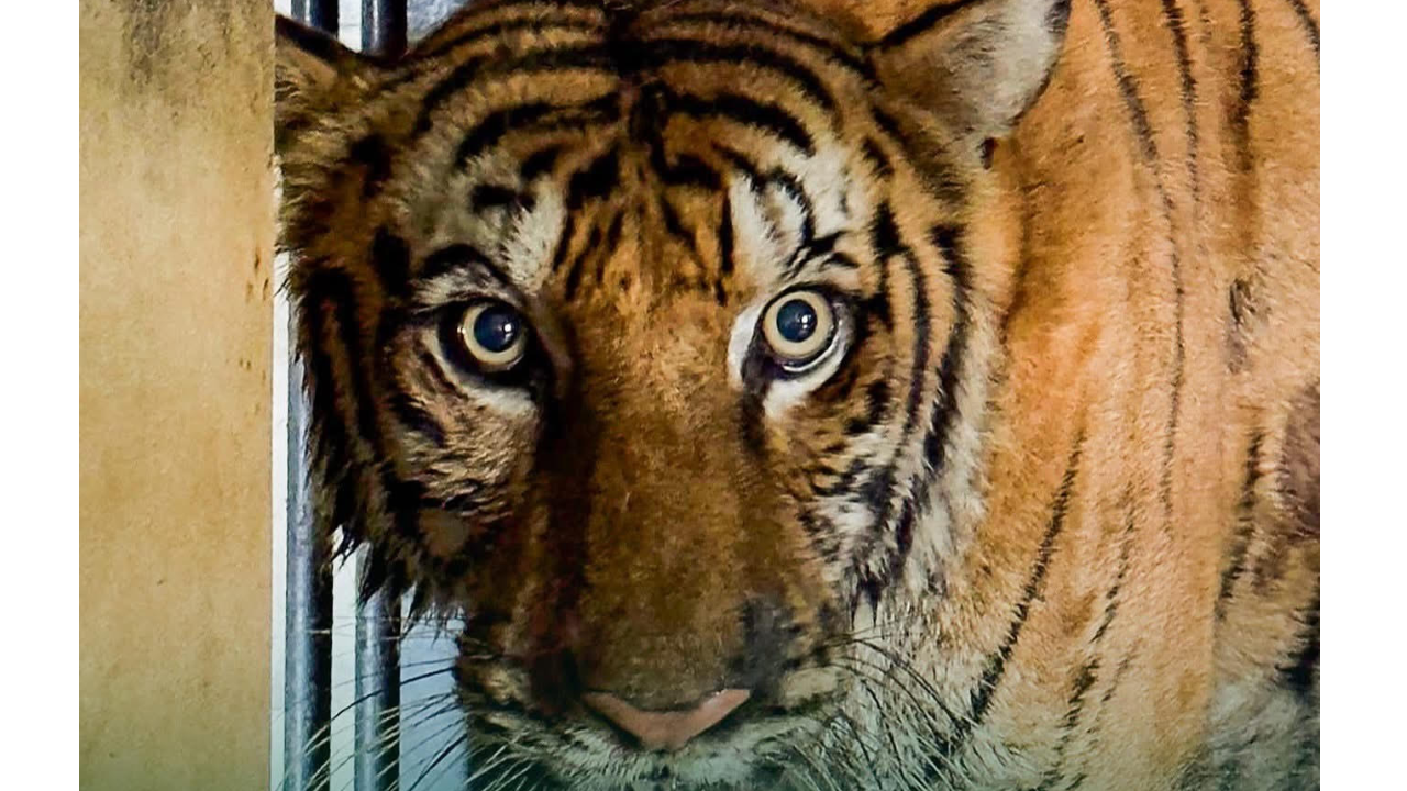 Royal Bengal tigress Bijli dies during treatment at Gujarat&rsquo;s Vantara Centre