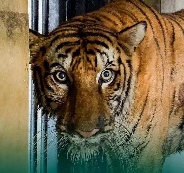 Raipur&rsquo;s Royal Bengal Tigress dies during treatment in Guj