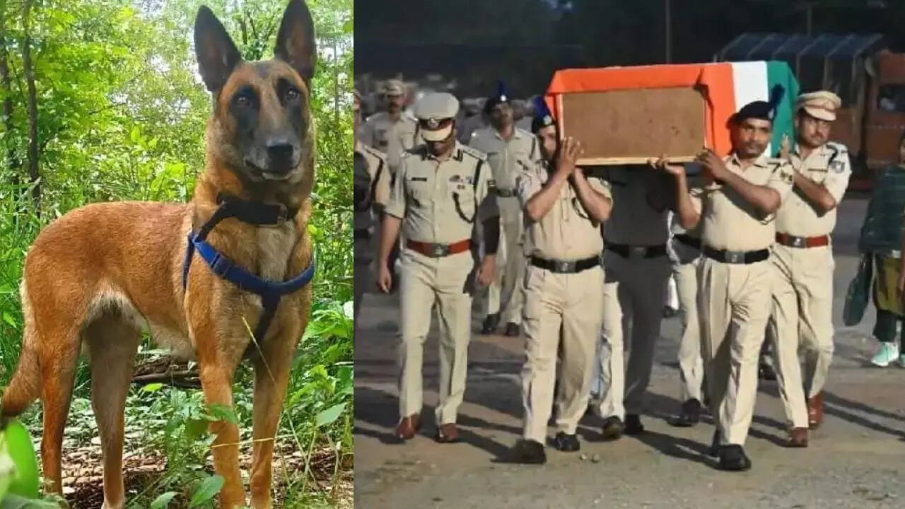 Chhattisgarh: CRPF dog &lsquo;Susan&rsquo; dies on duty during anti-Maoist ops in Sukma; troops bid farewell with military honours