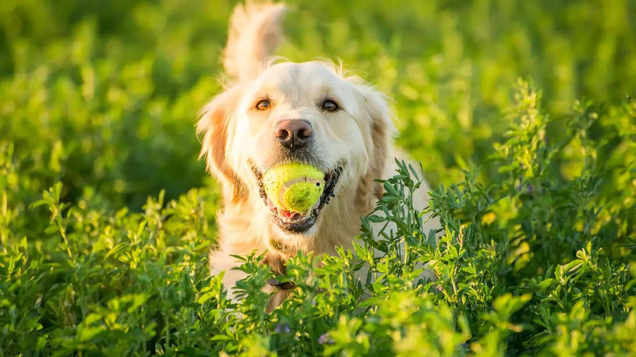 From Labrador Retriever to Poodle: 5 intelligent and easy-to-train dog breeds for beginners