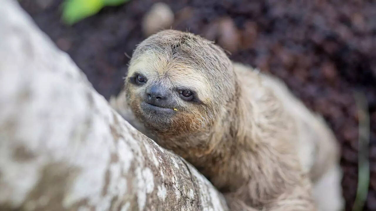 10 cutest animal smiles that will melt your heart - Times of India