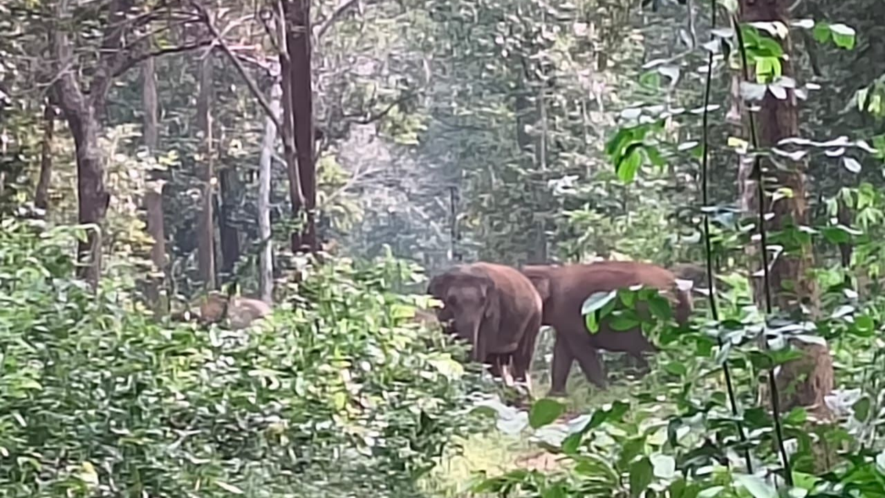&lsquo;Jao babu jungle mai jao&rsquo;: Gentle voices lead elephant herd back to forest; Chhattisgarh&rsquo;s hathi mitra dal wins hearts - Watch