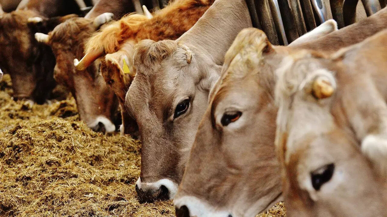 Drive against stray cattle: Special campaign for a month in Chhattisgarh