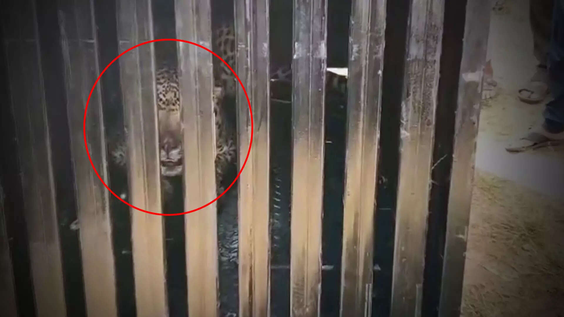 Pune: Man-Eater Leopard Shot Dead In Pimparkhed After 3 Deaths In 20 Days