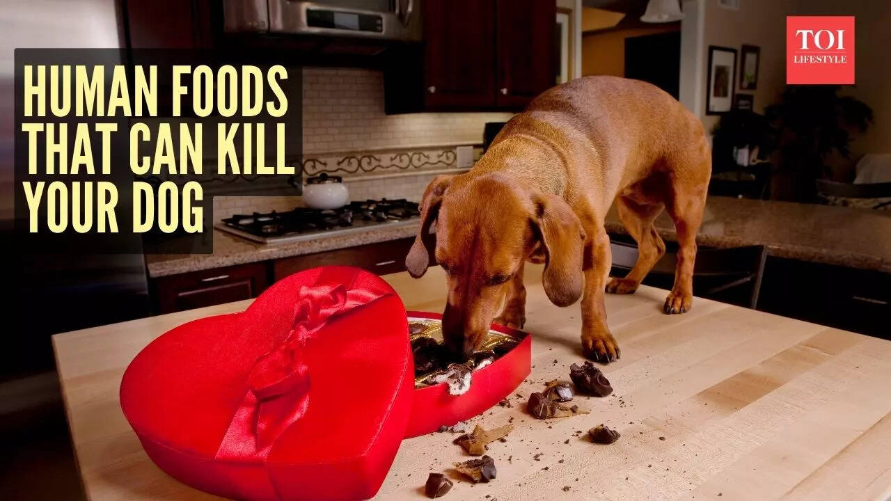 5 मानव खाद्य पदार्थ जो आपके कुत्ते को मार सकते हैं (थोड़ी मात्रा में भी)