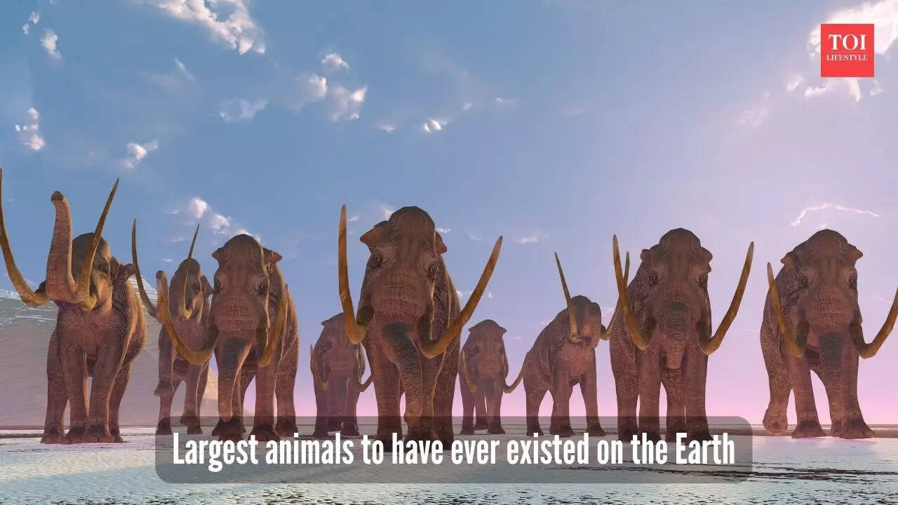​These 5 animals are the largest to have roamed the Earth (One is still lives today)