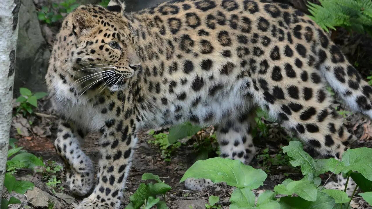 From Iriomote to Black-footed: 7 rare cat species across the planet