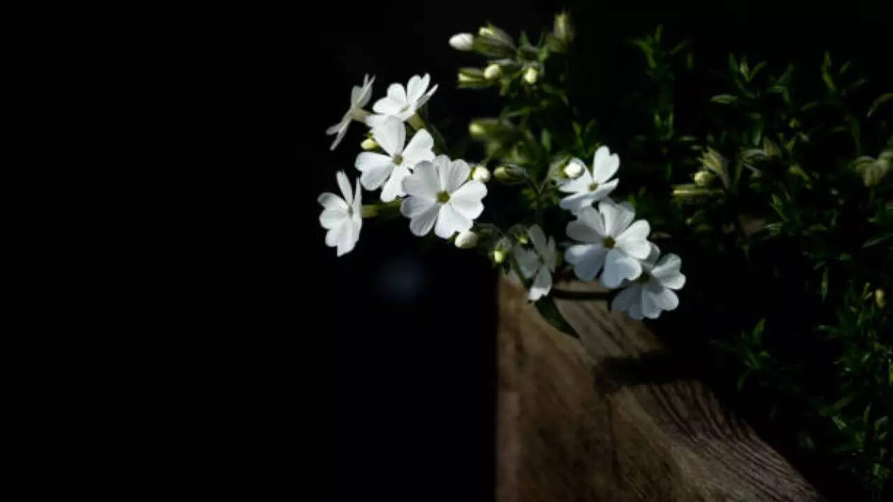 7 beautiful night-blooming flowers with invigorating fragrance | The ...