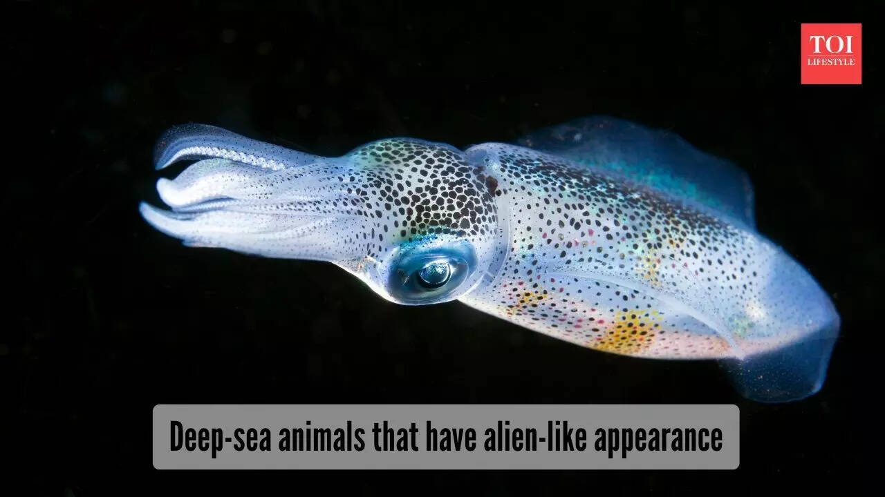 5 deep-sea creatures with shockingly alien-like features | The Times of ...