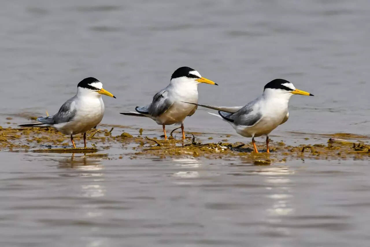 Chhattisgarh gets its first Ramsar wetland site at Kopra reservoir in Bilaspur