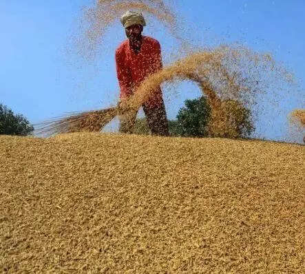 Chhattisgarh cracks down on paddy procurement fraud: 31 officials suspended, FIRs in three districts