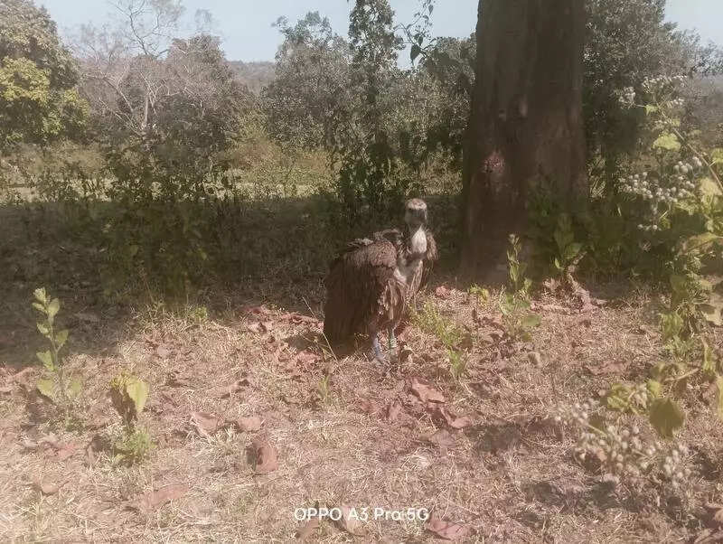 Endangered white-rumped vulture rescued in USTR after 400-km flight from Maharashtra