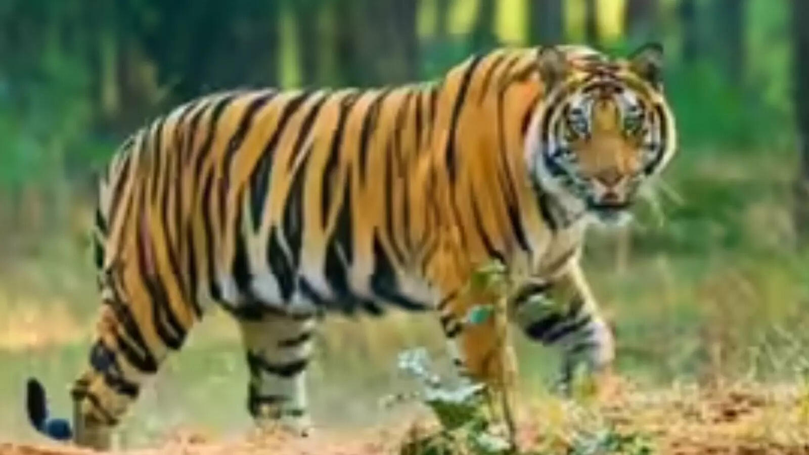 Chhattisgarh: Young tiger found dead in 'territorial fight' in Achanakmar Tiger Reserve