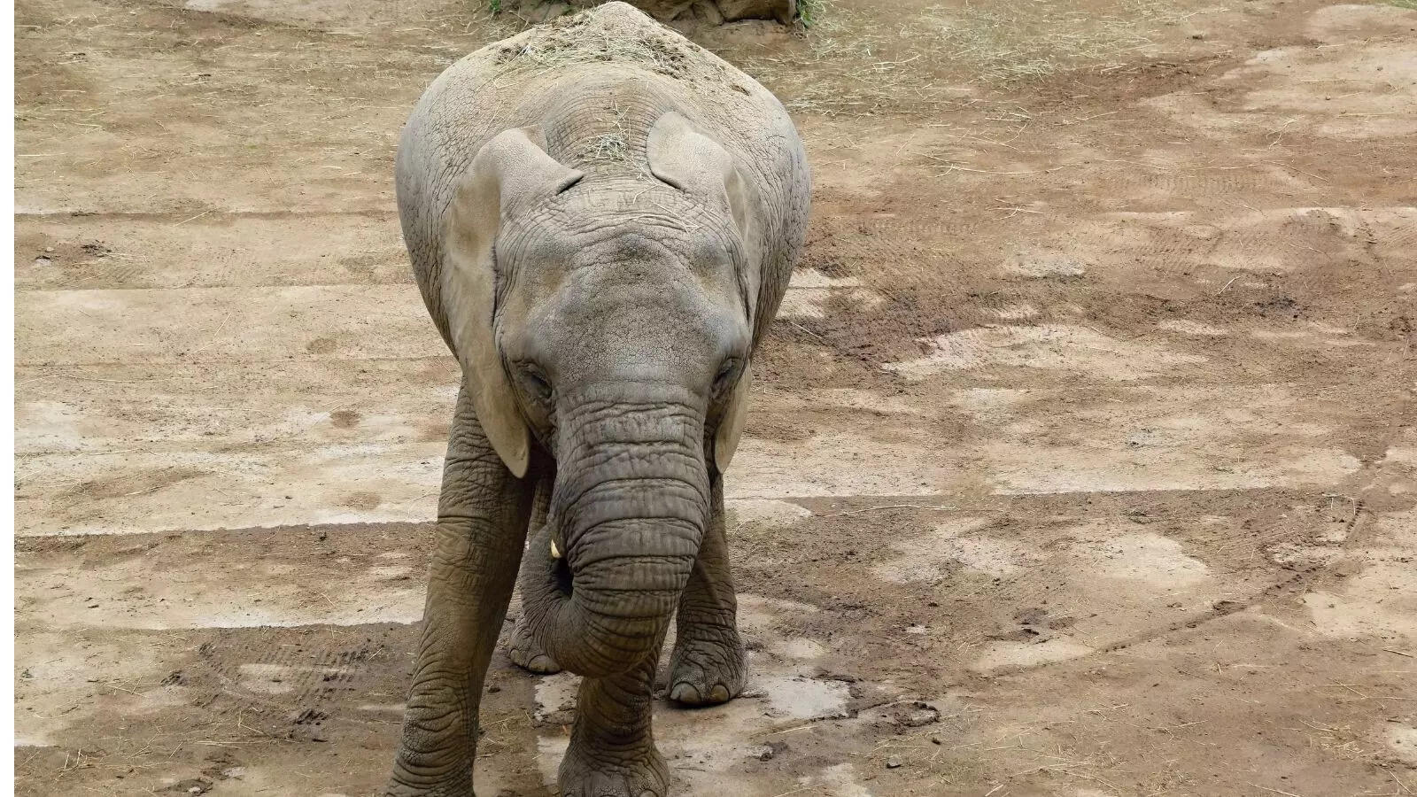Chhattisgarh elephant calf dies after getting trapped between rocky, hilly terrain
