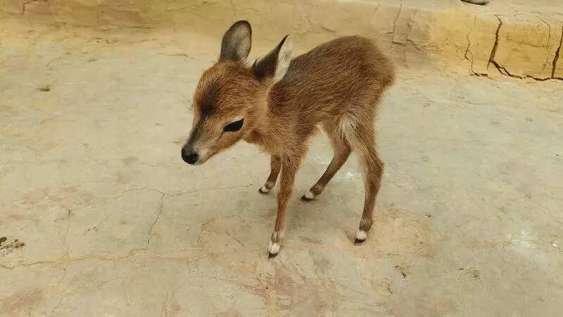 Barking deer wanders into village, mingles with goats